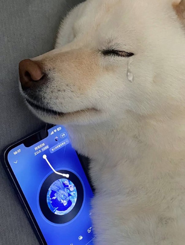 #狗狗
