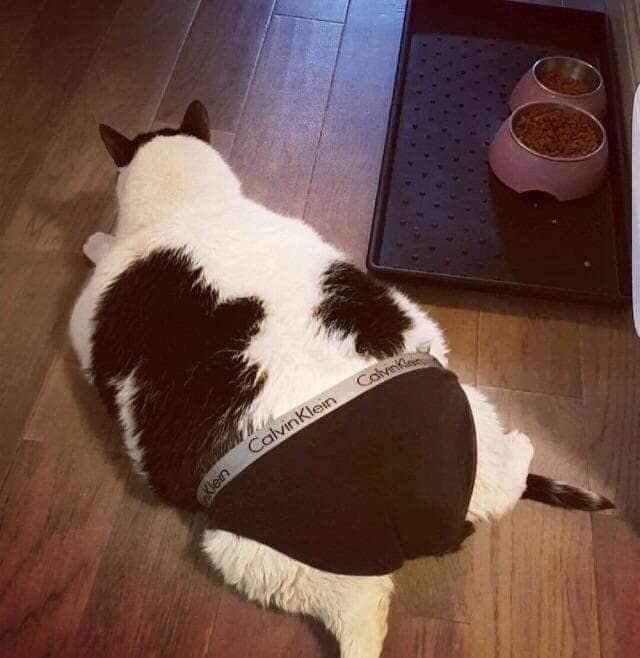 #猫猫