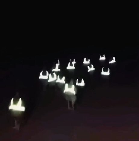 以防你没见过穿反光背心的鸡😮以防你没见过穿反光背心的鸡😮