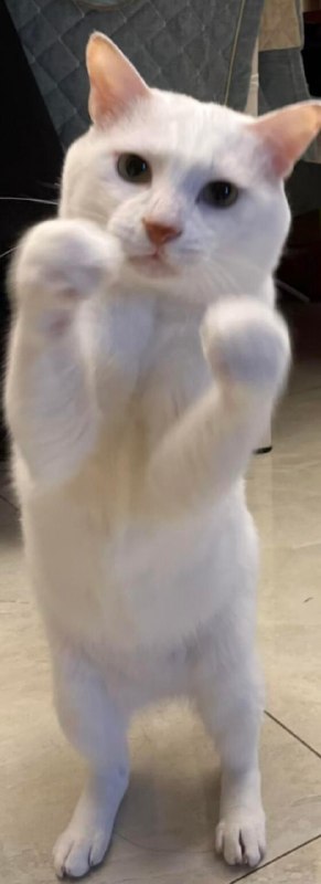 邦邦给你两拳！#猫猫邦邦给你两拳！#猫猫