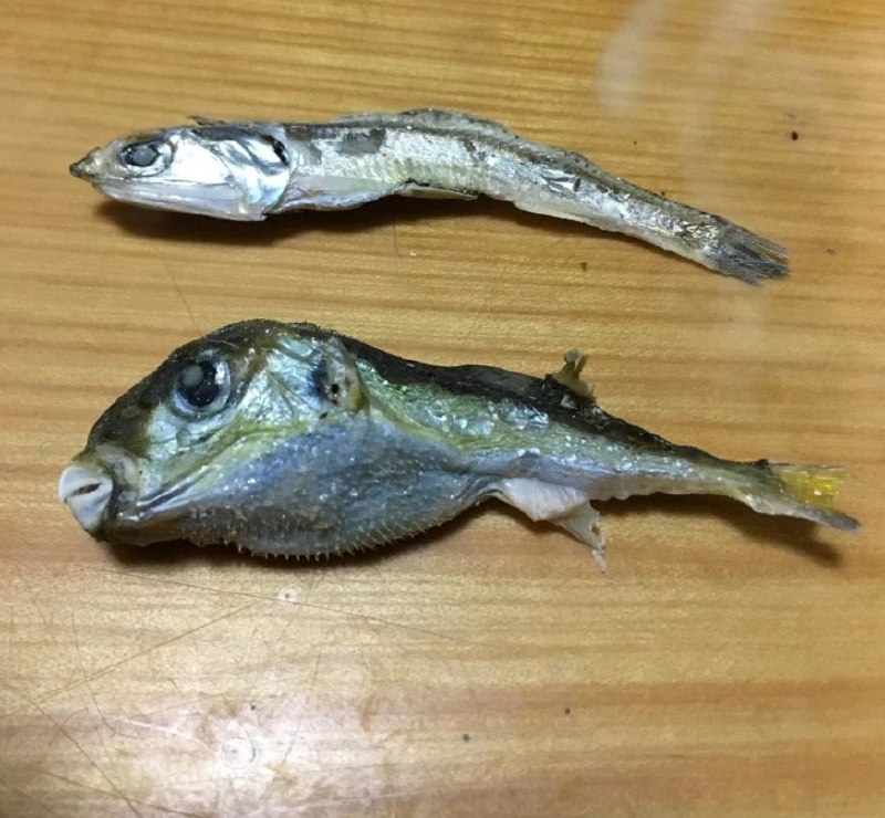 国外网友买的小鱼干中，竟然参杂了一只河豚干，幸亏辩识能力强看到了，不然这要是吃了，不知道会怎么样…国外网友买的小鱼干中，竟然参杂了一只河豚干，幸亏辩识能力强看到了，不然这要是吃了，不知道会怎么样…