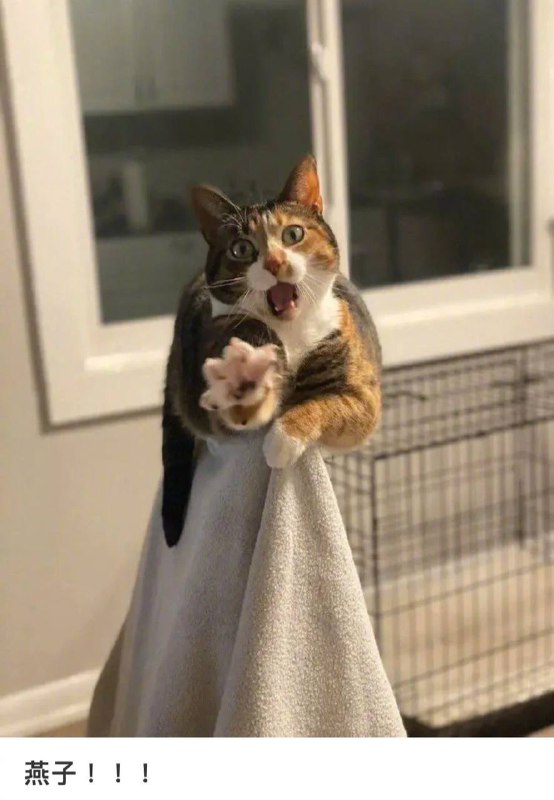 #猫猫
