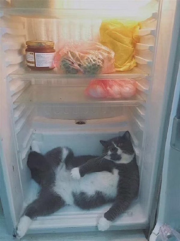 #猫猫#猫猫
