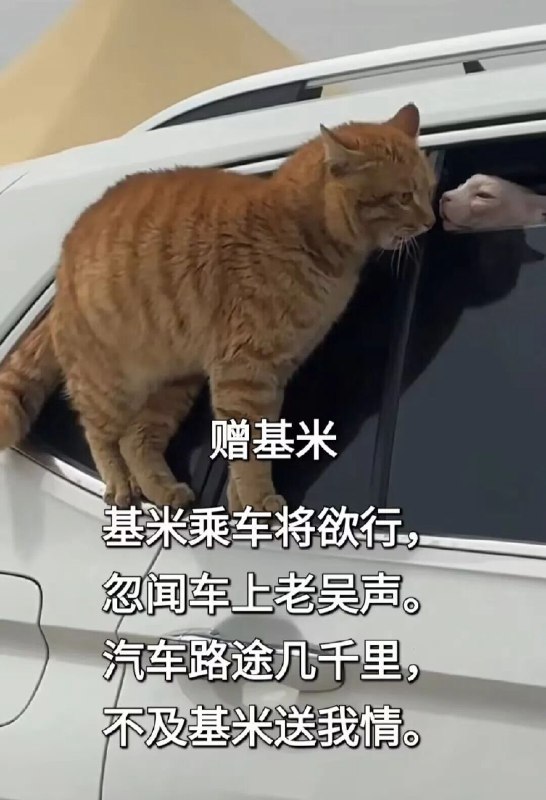 #猫猫