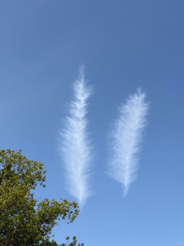 毛卷云（Cirrus fibratus），卷云家族里颜值超高的一种