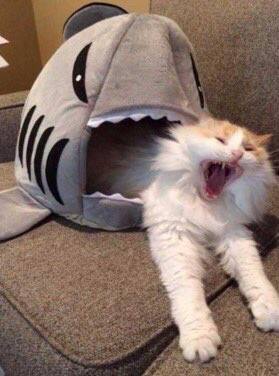 #猫猫#猫猫