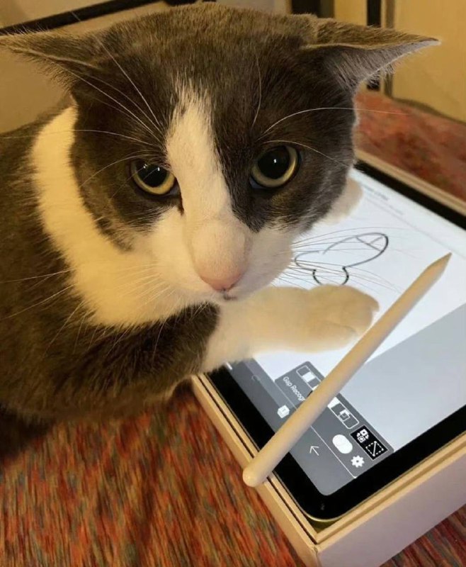 #猫猫