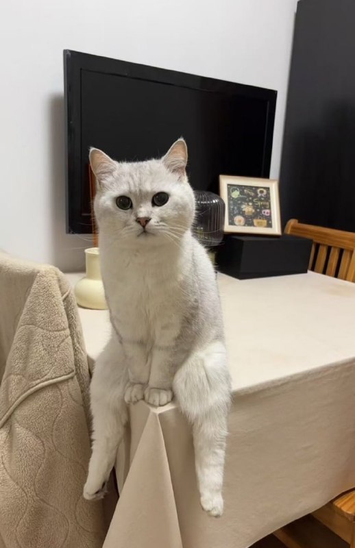 #猫猫