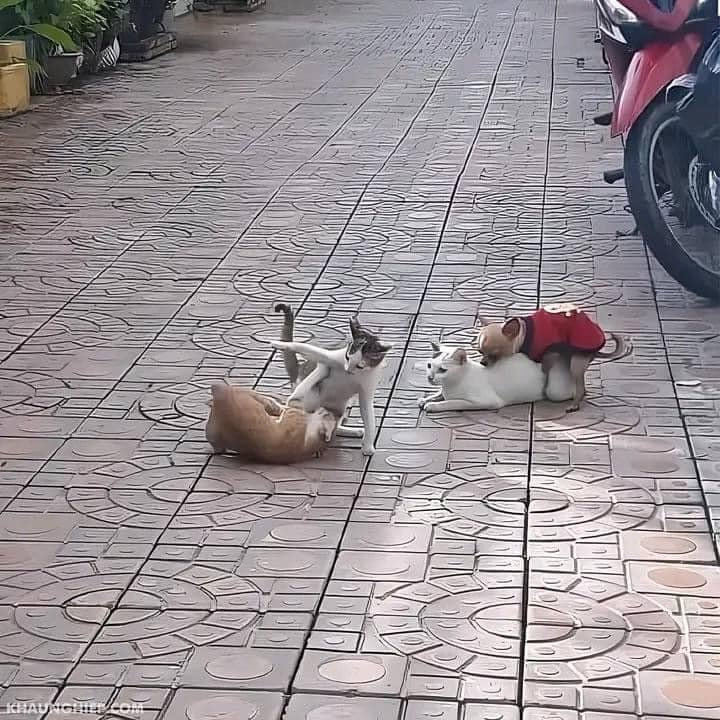 开银趴是吧