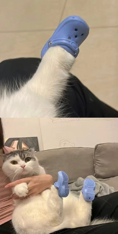 #猫猫