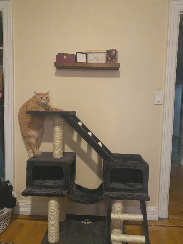 新买的猫爬架到了，但是我好像高估了我家猫新买的猫爬架到了，但是我好像高估了我家猫