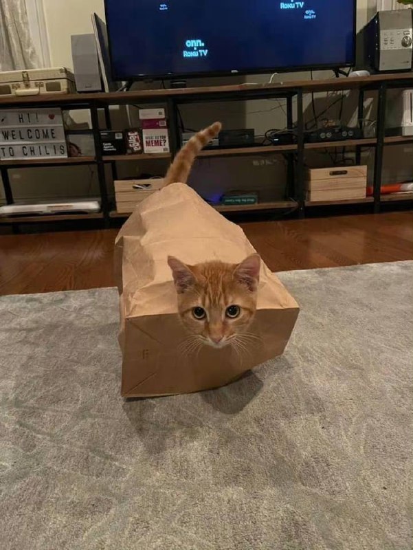 “身体贴图未加载”#猫猫“身体贴图未加载”#猫猫