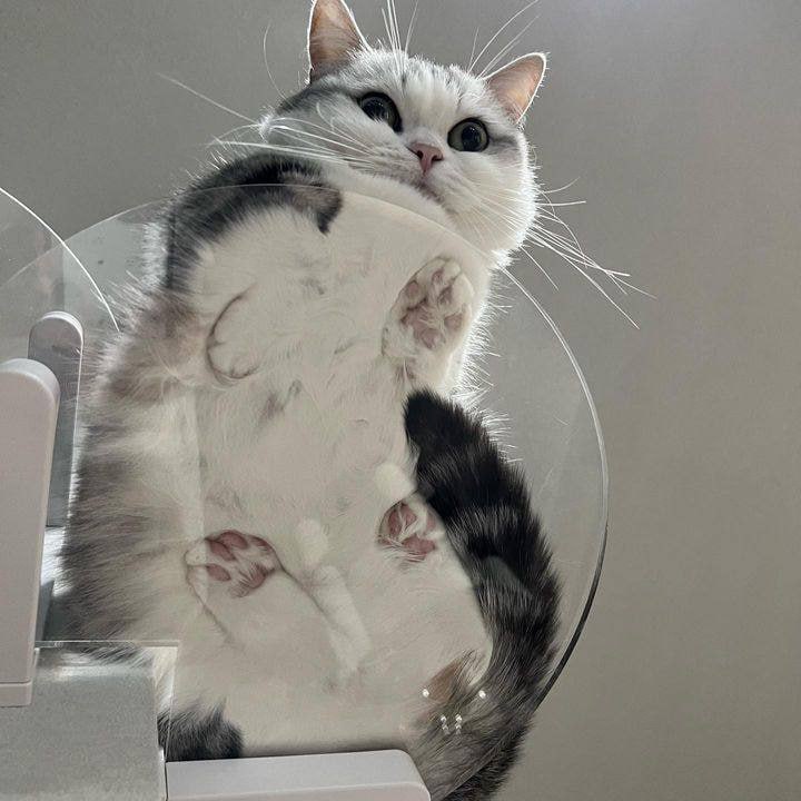 #猫猫