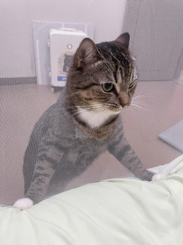 🥰#猫猫
