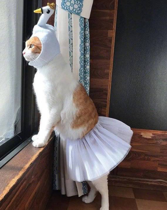 #猫猫#猫猫