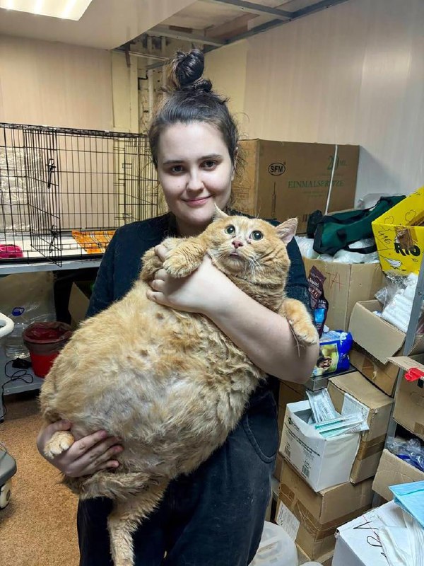 #猫猫