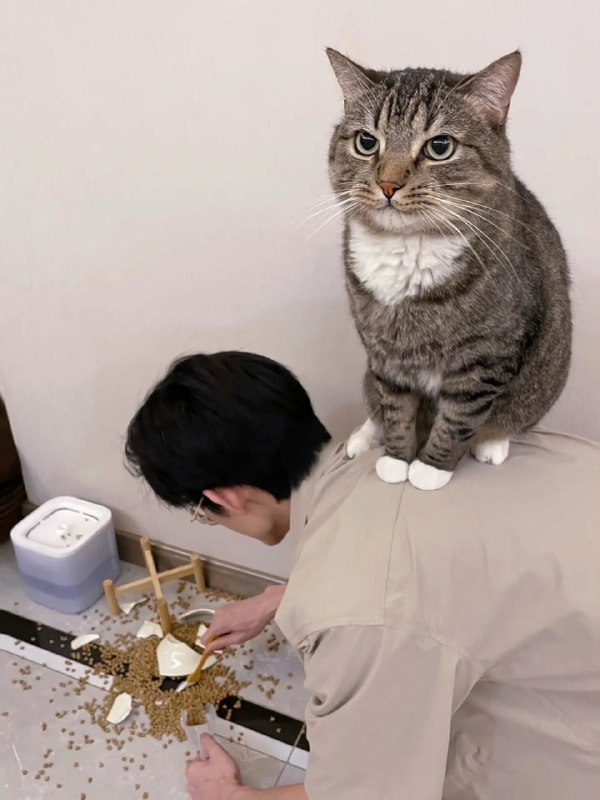 #猫猫