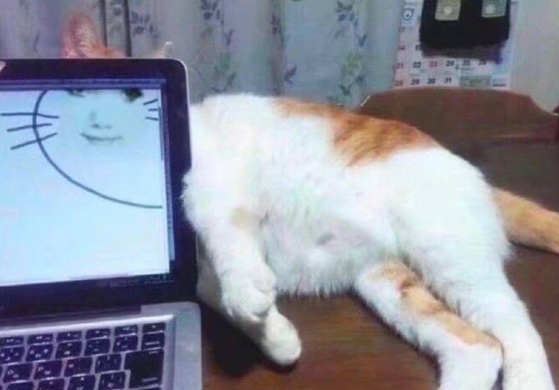 #猫猫