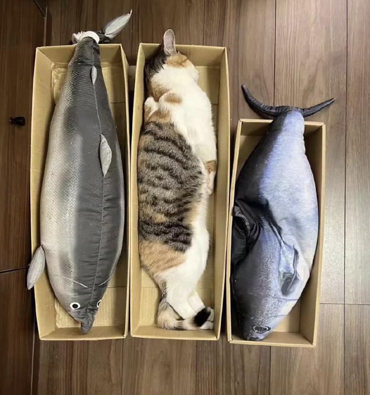 #猫猫