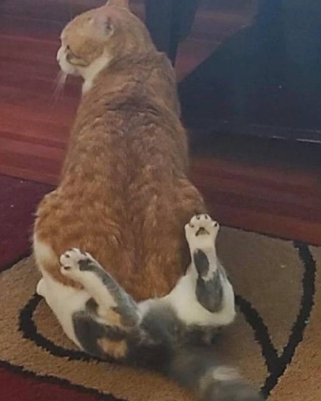 #猫猫