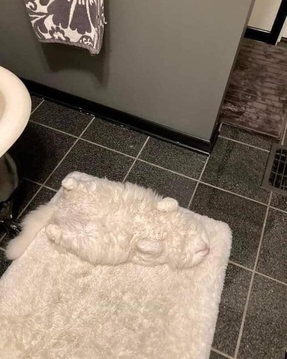 #猫猫