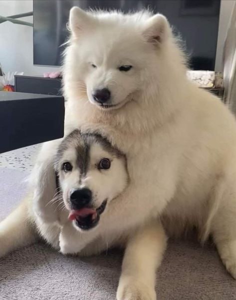 #狗狗