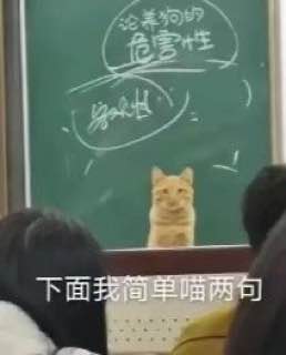 #猫猫#猫猫