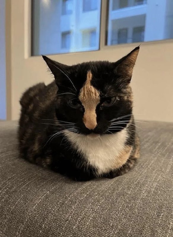 🖕🏻#猫猫