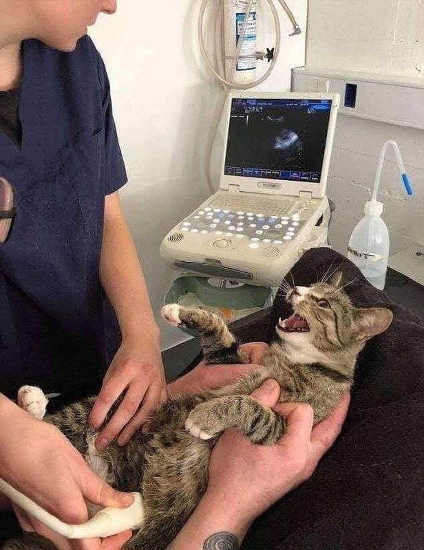 #猫猫#猫猫