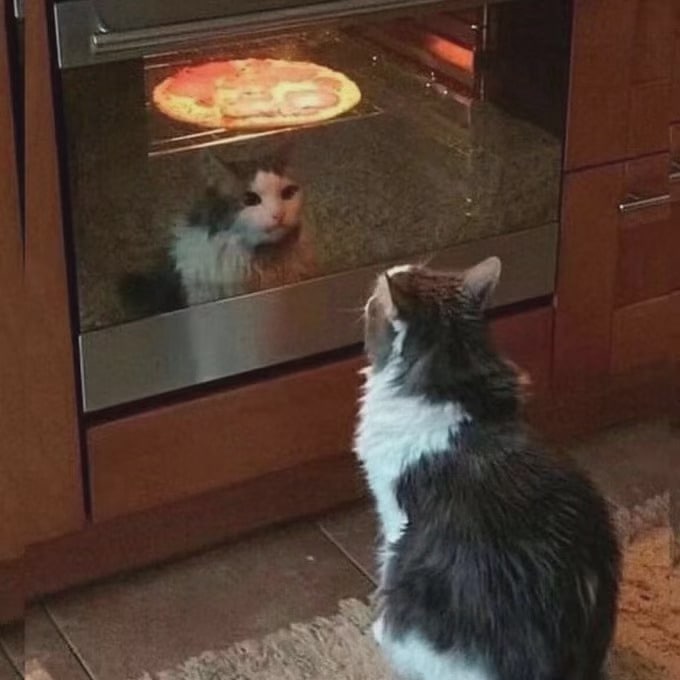 #猫猫#猫猫