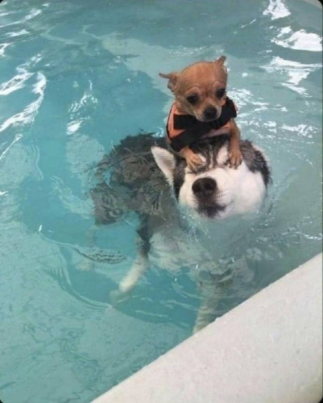 #狗狗