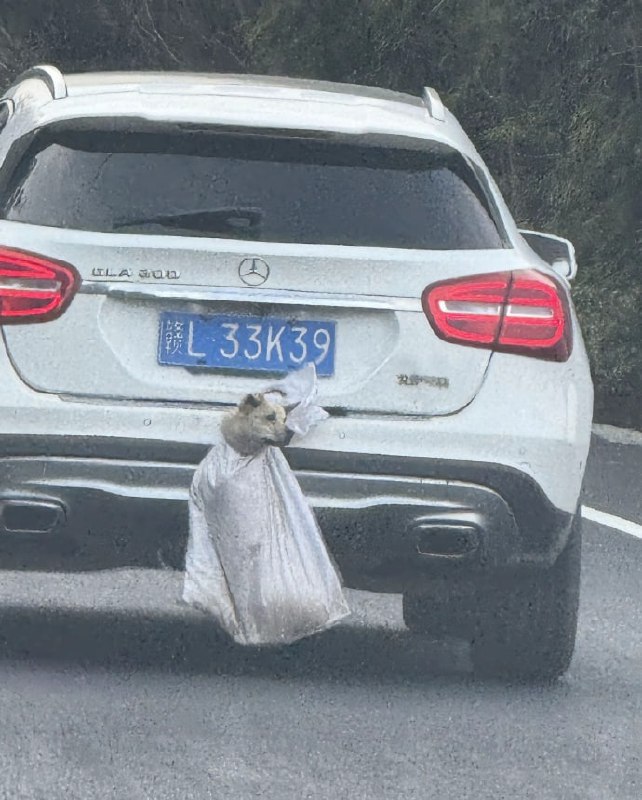 第一批春运回家的狗子们😅#狗狗第一批春运回家的狗子们😅#狗狗