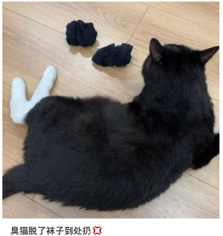#猫猫