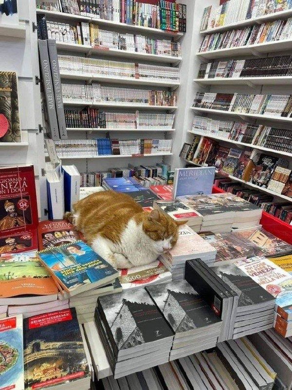 #猫猫