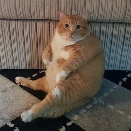 #猫猫