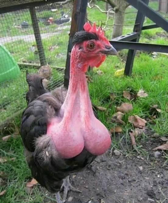 好大的🐔