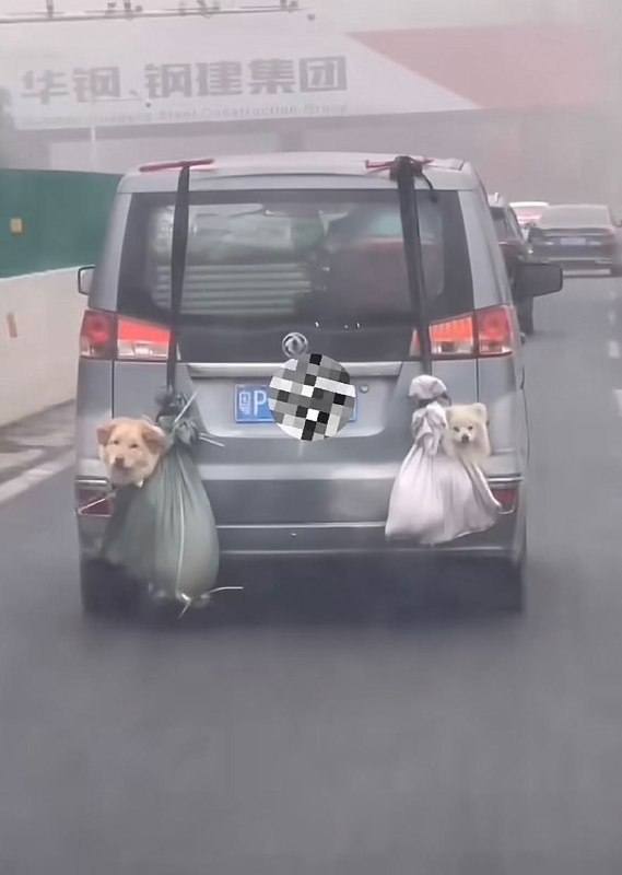 狗袋