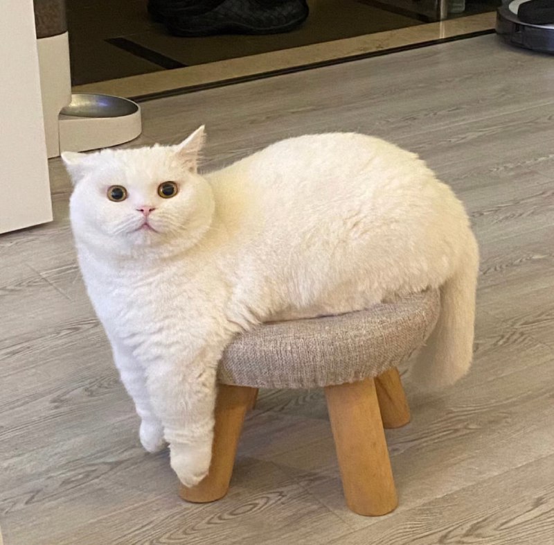 #猫猫