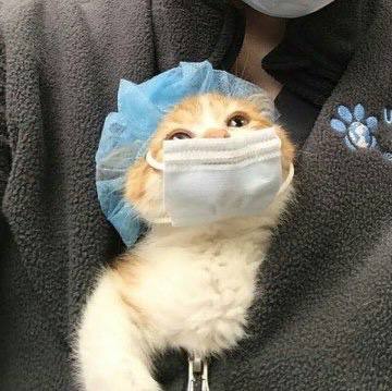#猫猫#猫猫