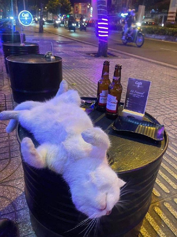 #猫猫