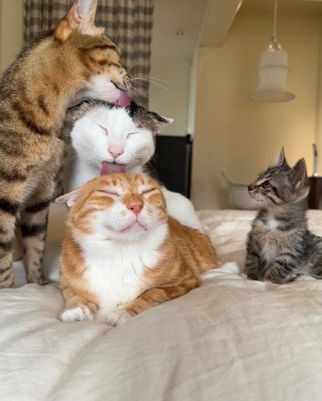 #猫猫