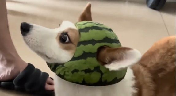 #狗狗