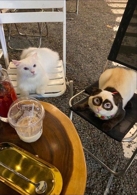 #猫猫