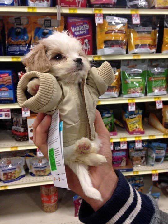 #狗狗