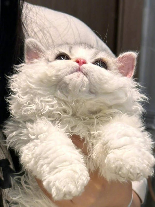 #猫猫#猫猫