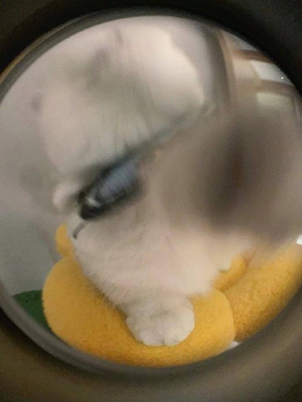 #猫猫 快开门#猫猫 快开门