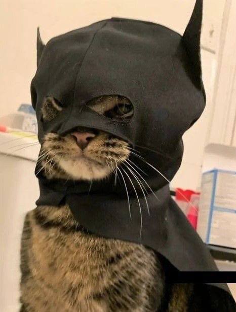 #猫猫