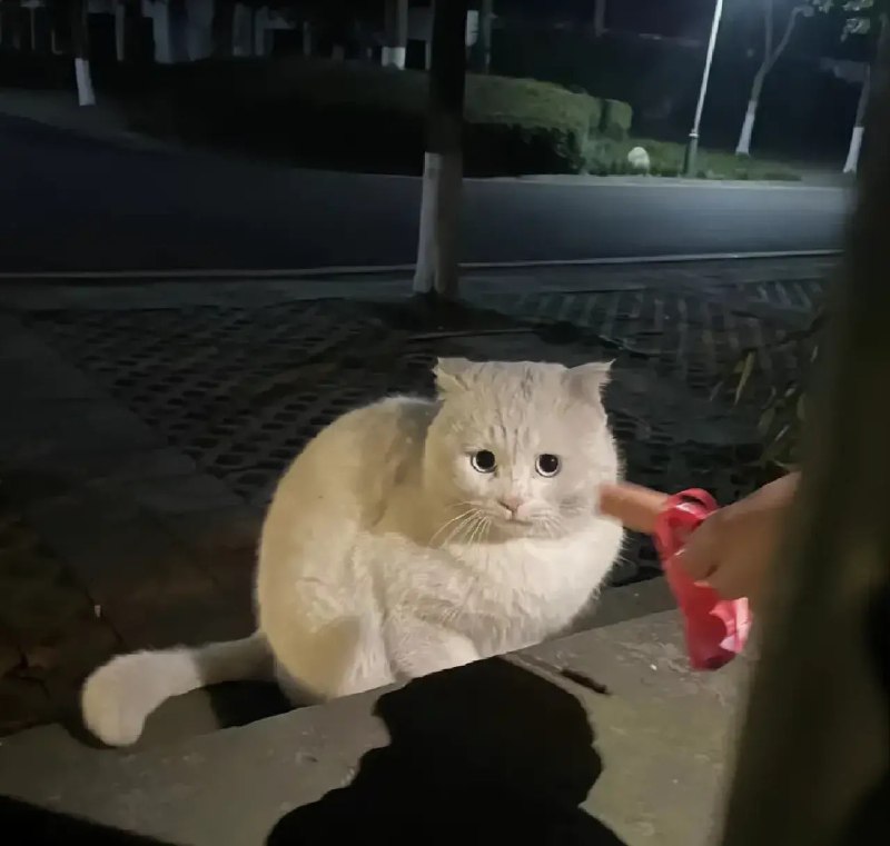 #猫猫#猫猫