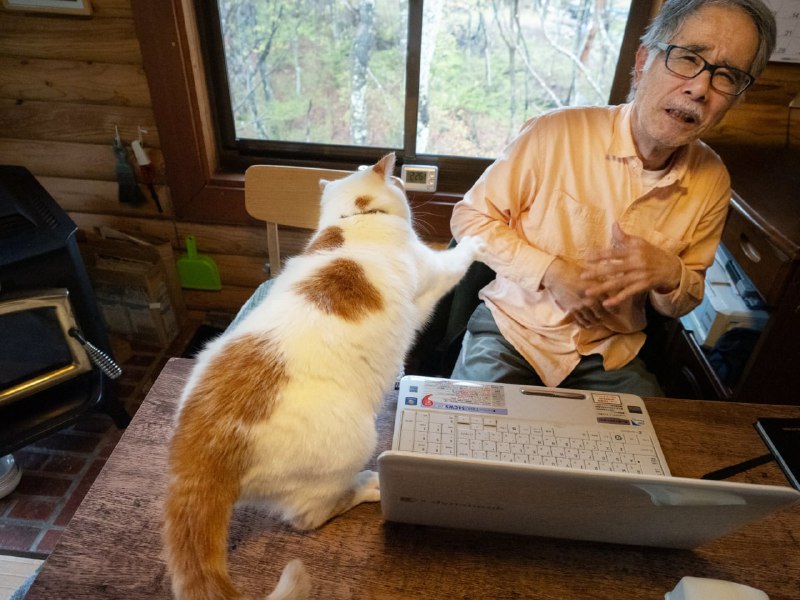 “不要碰你的电脑！”#猫猫“不要碰你的电脑！”#猫猫