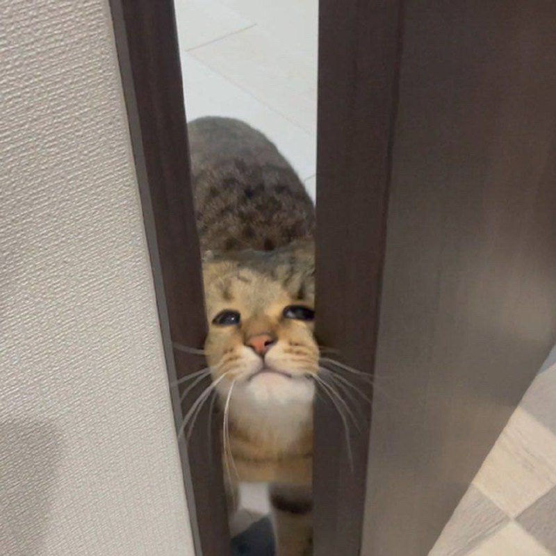 #猫猫